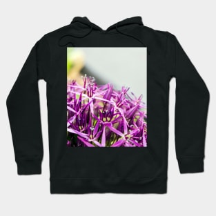 Star of Persia flower Hoodie